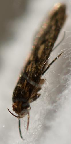 Hofmannophila pseudospretella